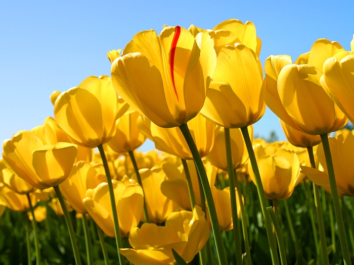 Balloons In Bloom